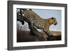 Leopard-Andrushko Galyna-Framed Photographic Print