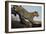 Leopard-Andrushko Galyna-Framed Photographic Print