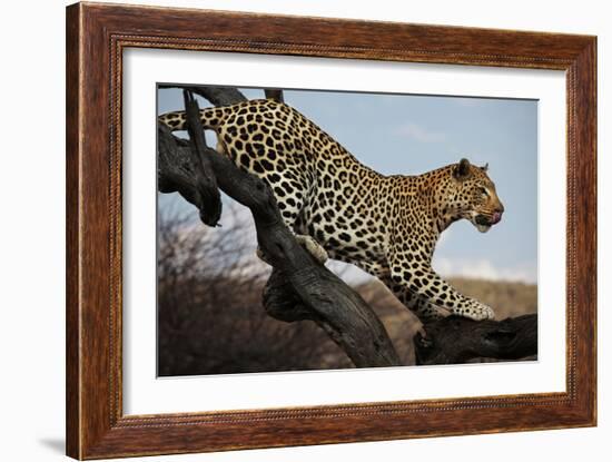 Leopard-Andrushko Galyna-Framed Photographic Print