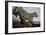 Leopard-Andrushko Galyna-Framed Photographic Print