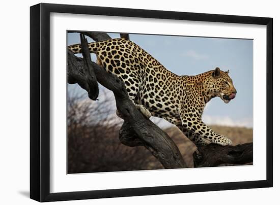 Leopard-Andrushko Galyna-Framed Photographic Print