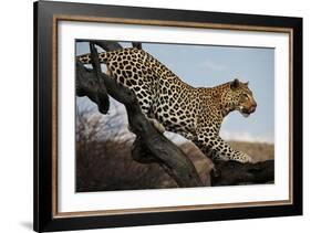 Leopard-Andrushko Galyna-Framed Photographic Print