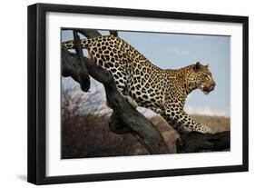 Leopard-Andrushko Galyna-Framed Photographic Print