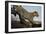 Leopard-Andrushko Galyna-Framed Photographic Print