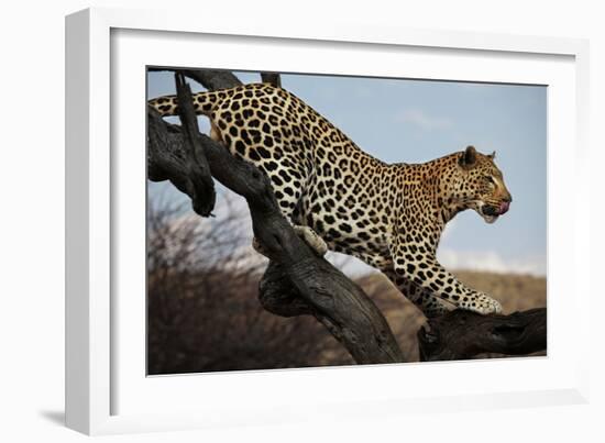 Leopard-Andrushko Galyna-Framed Photographic Print