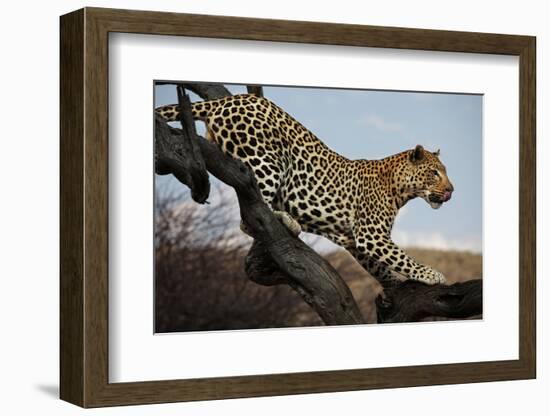 Leopard-Andrushko Galyna-Framed Photographic Print