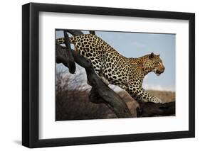 Leopard-Andrushko Galyna-Framed Photographic Print