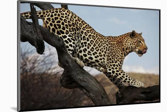 Leopard-Andrushko Galyna-Mounted Photographic Print