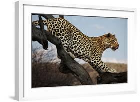 Leopard-Andrushko Galyna-Framed Photographic Print