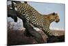 Leopard-Andrushko Galyna-Mounted Photographic Print