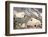 Leopard-Andrushko Galyna-Framed Photographic Print