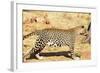 Leopard-Andrushko Galyna-Framed Photographic Print