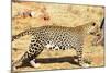 Leopard-Andrushko Galyna-Mounted Photographic Print