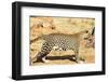 Leopard-Andrushko Galyna-Framed Photographic Print