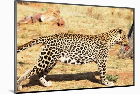 Leopard-Andrushko Galyna-Mounted Photographic Print