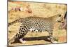 Leopard-Andrushko Galyna-Mounted Photographic Print