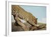 Leopard-Andrushko Galyna-Framed Photographic Print