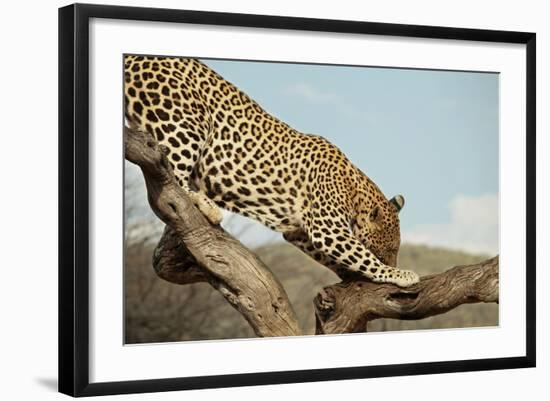 Leopard-Andrushko Galyna-Framed Photographic Print