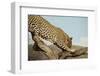 Leopard-Andrushko Galyna-Framed Photographic Print