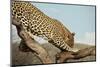 Leopard-Andrushko Galyna-Mounted Photographic Print