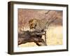 Leopard-Andrushko Galyna-Framed Photographic Print