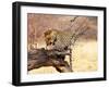 Leopard-Andrushko Galyna-Framed Photographic Print