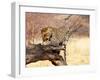 Leopard-Andrushko Galyna-Framed Photographic Print