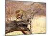 Leopard-Andrushko Galyna-Mounted Photographic Print