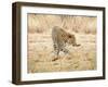 Leopard-Andrushko Galyna-Framed Photographic Print