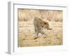 Leopard-Andrushko Galyna-Framed Photographic Print