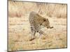 Leopard-Andrushko Galyna-Mounted Photographic Print