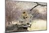 Leopard-Andrushko Galyna-Mounted Photographic Print