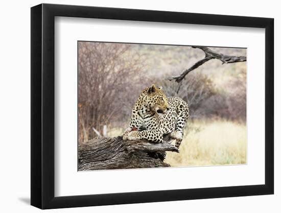 Leopard-Andrushko Galyna-Framed Photographic Print