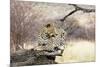 Leopard-Andrushko Galyna-Mounted Photographic Print