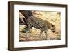 Leopard-Andrushko Galyna-Framed Photographic Print