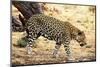 Leopard-Andrushko Galyna-Mounted Photographic Print