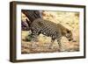 Leopard-Andrushko Galyna-Framed Photographic Print