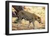 Leopard-Andrushko Galyna-Framed Photographic Print