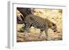 Leopard-Andrushko Galyna-Framed Photographic Print