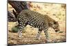 Leopard-Andrushko Galyna-Mounted Photographic Print