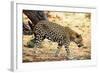 Leopard-Andrushko Galyna-Framed Photographic Print