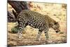 Leopard-Andrushko Galyna-Mounted Photographic Print