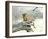 Leopard-Andrushko Galyna-Framed Photographic Print