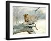 Leopard-Andrushko Galyna-Framed Photographic Print