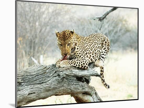 Leopard-Andrushko Galyna-Mounted Photographic Print