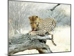 Leopard-Andrushko Galyna-Mounted Photographic Print