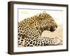 Leopard-Andrushko Galyna-Framed Photographic Print