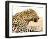 Leopard-Andrushko Galyna-Framed Photographic Print