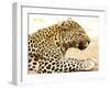 Leopard-Andrushko Galyna-Framed Photographic Print