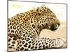 Leopard-Andrushko Galyna-Mounted Photographic Print